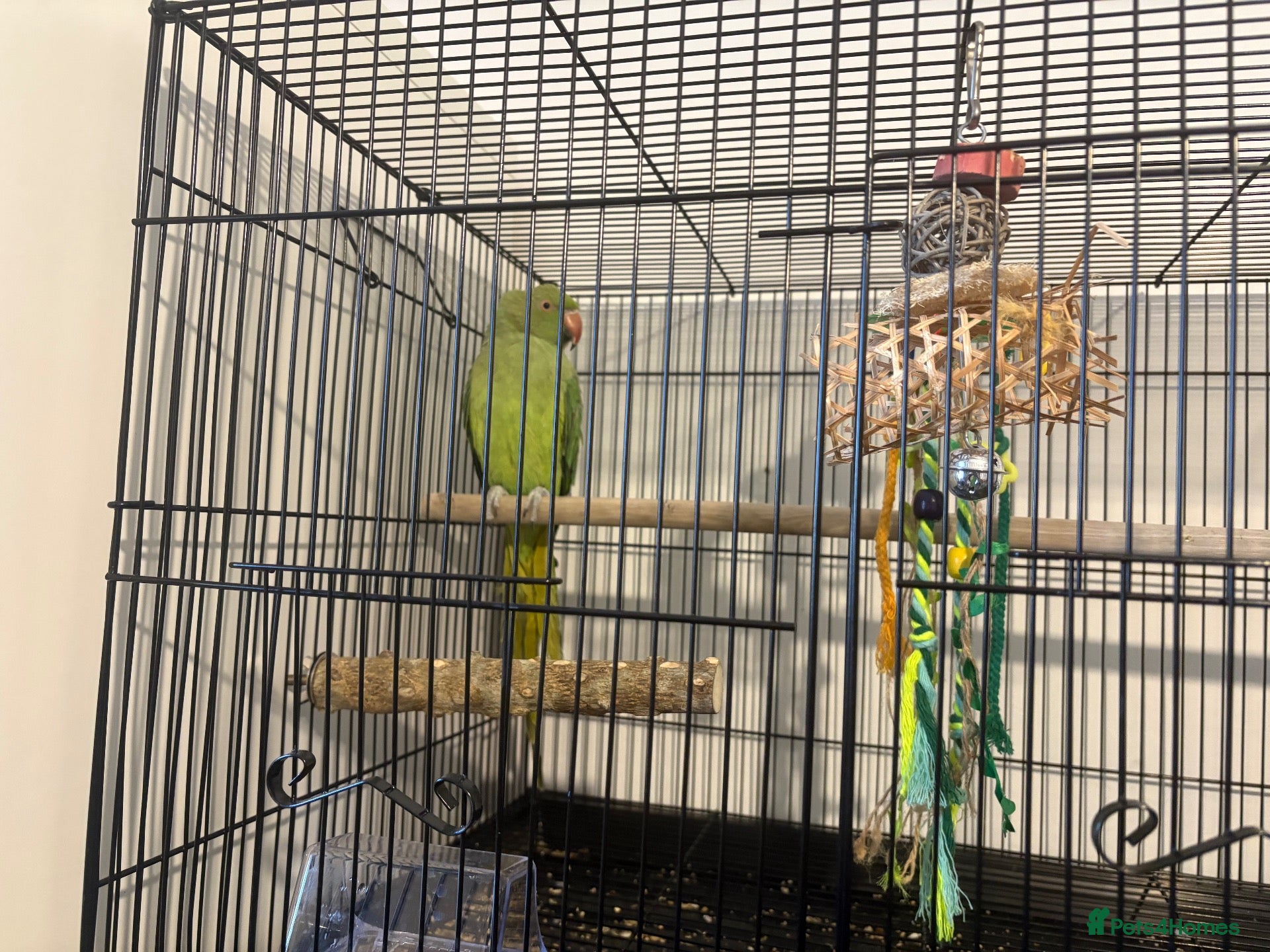 Cockatiels birds for sale: Green female Indian ringneck  - Advert 12