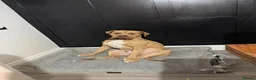 Mixed Breed dogs for sale: Storm - Advert 3