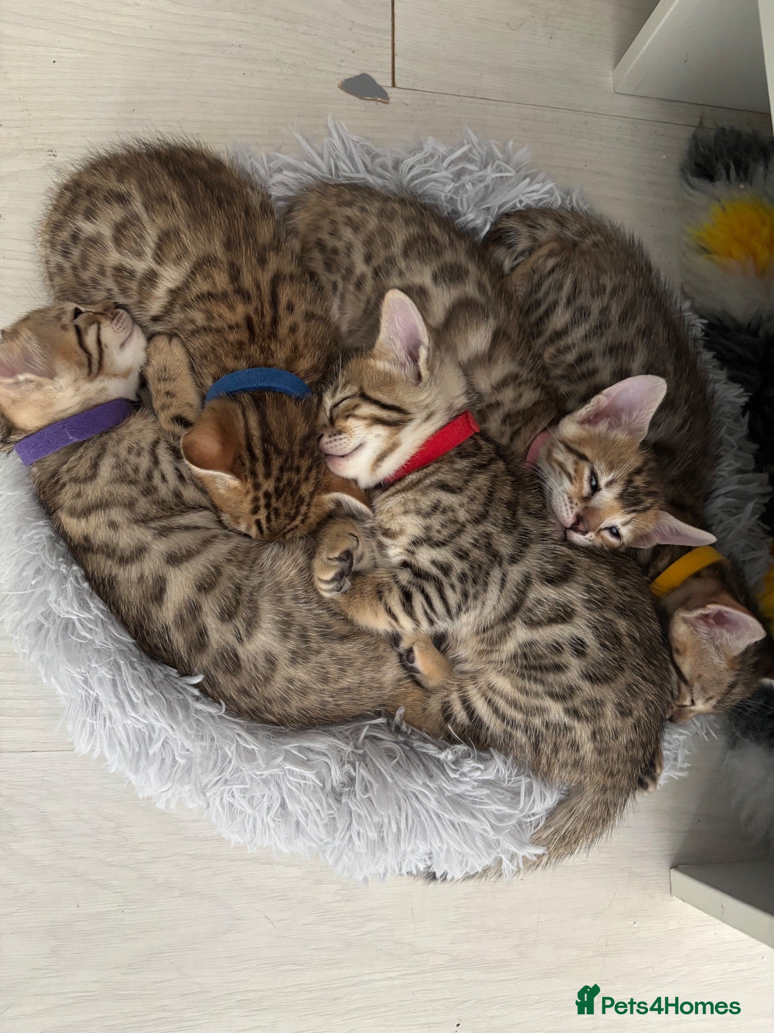Mixed Breed cats Beautiful seal mink colour bengal kittens  - Advert 14