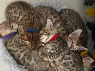 Mixed Breed cats Reduced!Beautiful seal mink colour bengal kittens - Advert 2