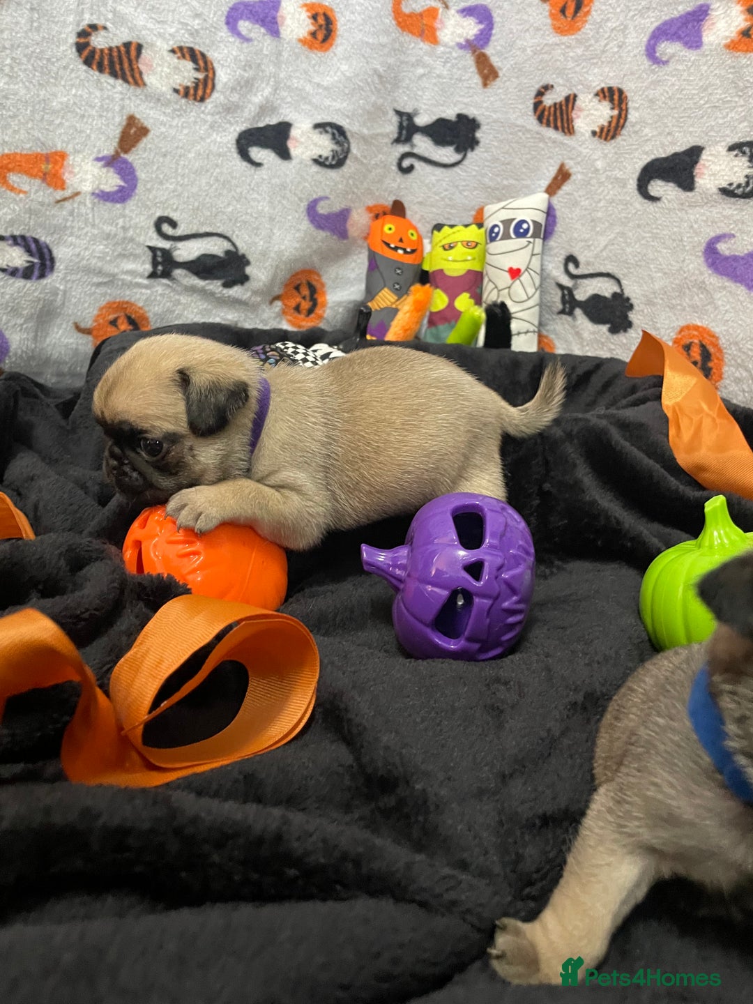 Pug dogs for sale: Pretty Female Pug Puppies x2 HEALTHY & HAPPY  - Image 4