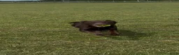 Labrador Retriever dogs for sale: 2x 2yo KC Registered chocolate Labrador boys - Advert 4