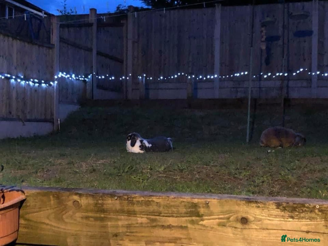 English Lop rabbits for sale: 2 x Male Lop Rabbits - Advert 4