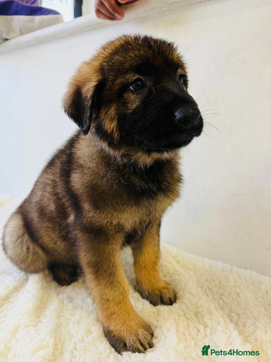 German Shepherd dogs for sale: DDR Working Line GSD Puppies Rare Working Lines - Advert 13