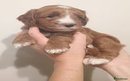 Australian Labradoodle dogs for sale: Miniature Australian labradoodle pups 100% Pure  - Image 7