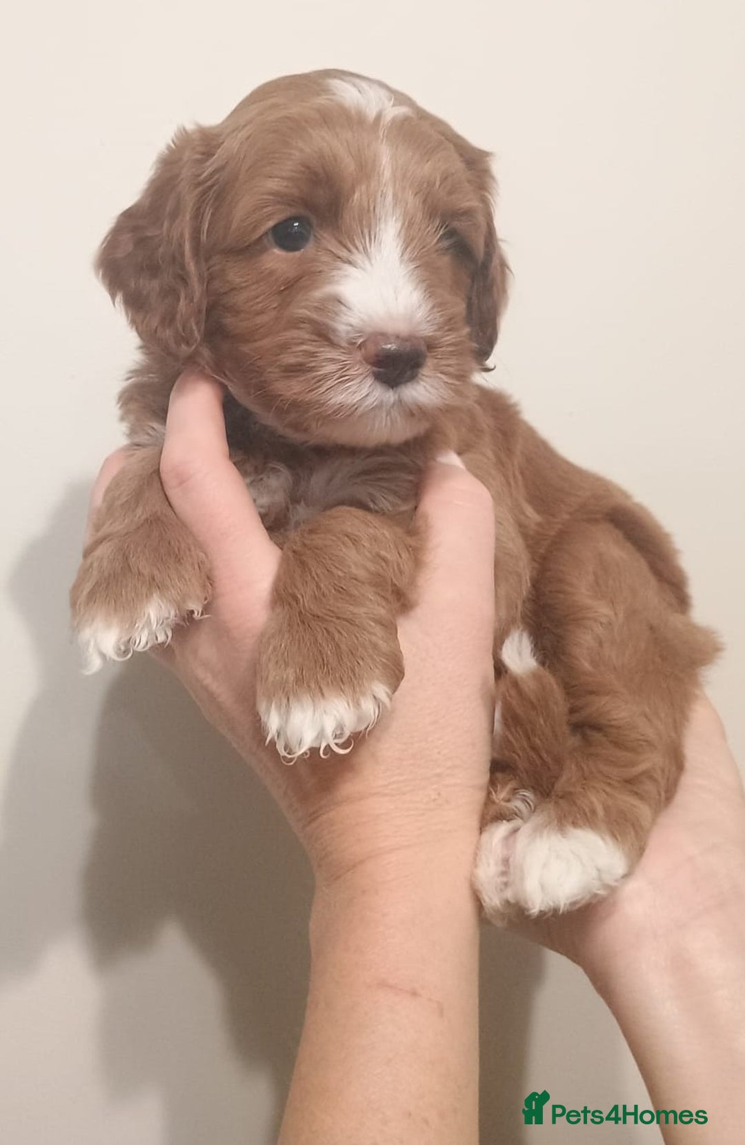 Australian Labradoodle dogs for sale: Miniature Australian labradoodle pups 100% Pure  - Image 7