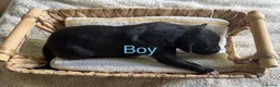 Whippet dogs for sale: 🐾 Beautiful KC Registered Whippet Puppies 🐾 in Aberdare - Advert 11