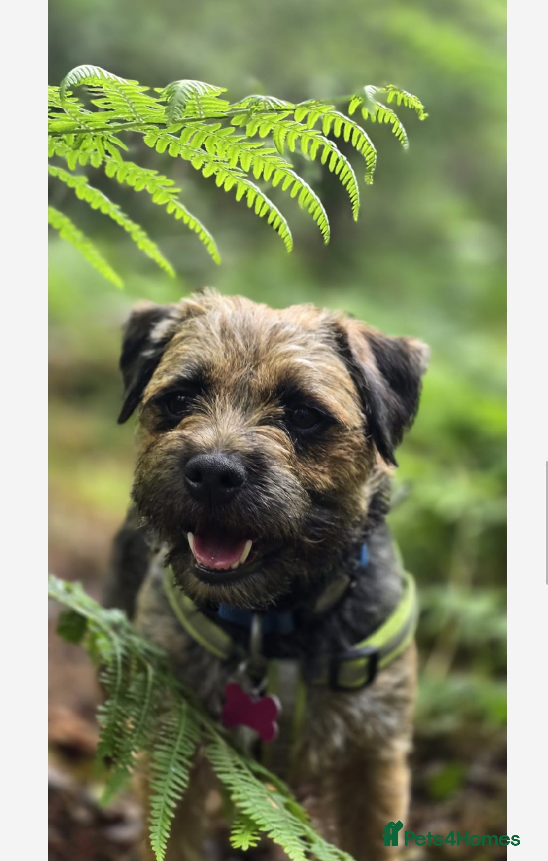 Border Terrier dogs Border Terrier 5 years in May  - Advert 8