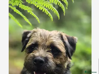 Border Terrier dogs Border Terrier 5 years in May - Advert 15