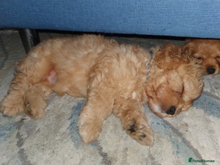 Mixed Breed dogs Beautiful red and fawn colour Cavapoochons pups - Advert 3