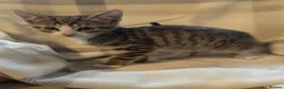 Mixed Breed cats for sale: BEAUTIFUL KITTENS in Glasgow - Advert 4