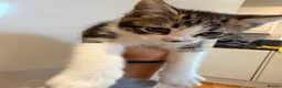 Mixed Breed cats for sale: Stunning Mixed Breed Kittens in London - Advert 8