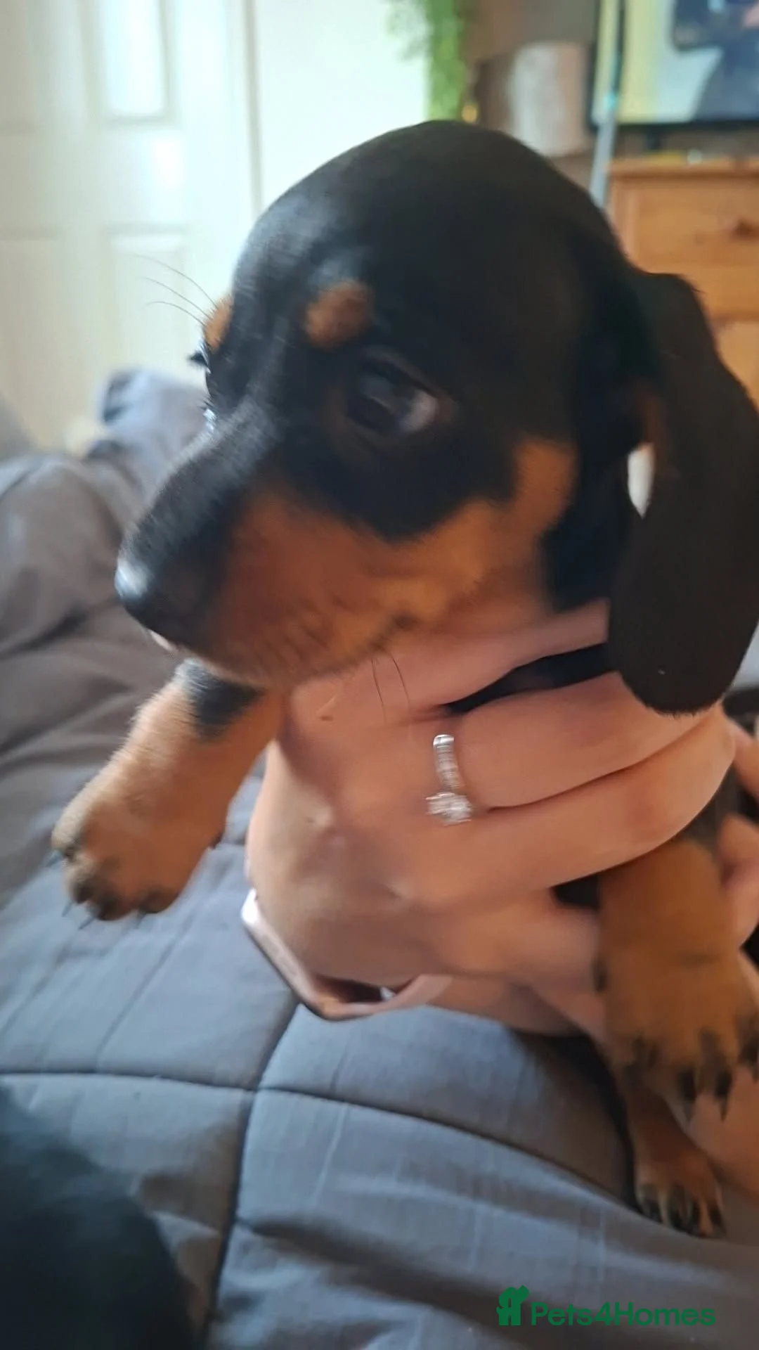 Miniature Dachshund dogs for sale: Miniature Dachshund puppies - Advert 5