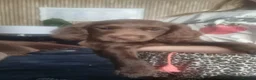 Sprocker dogs for sale: Sprocker Puppies ready now  - Advert 3