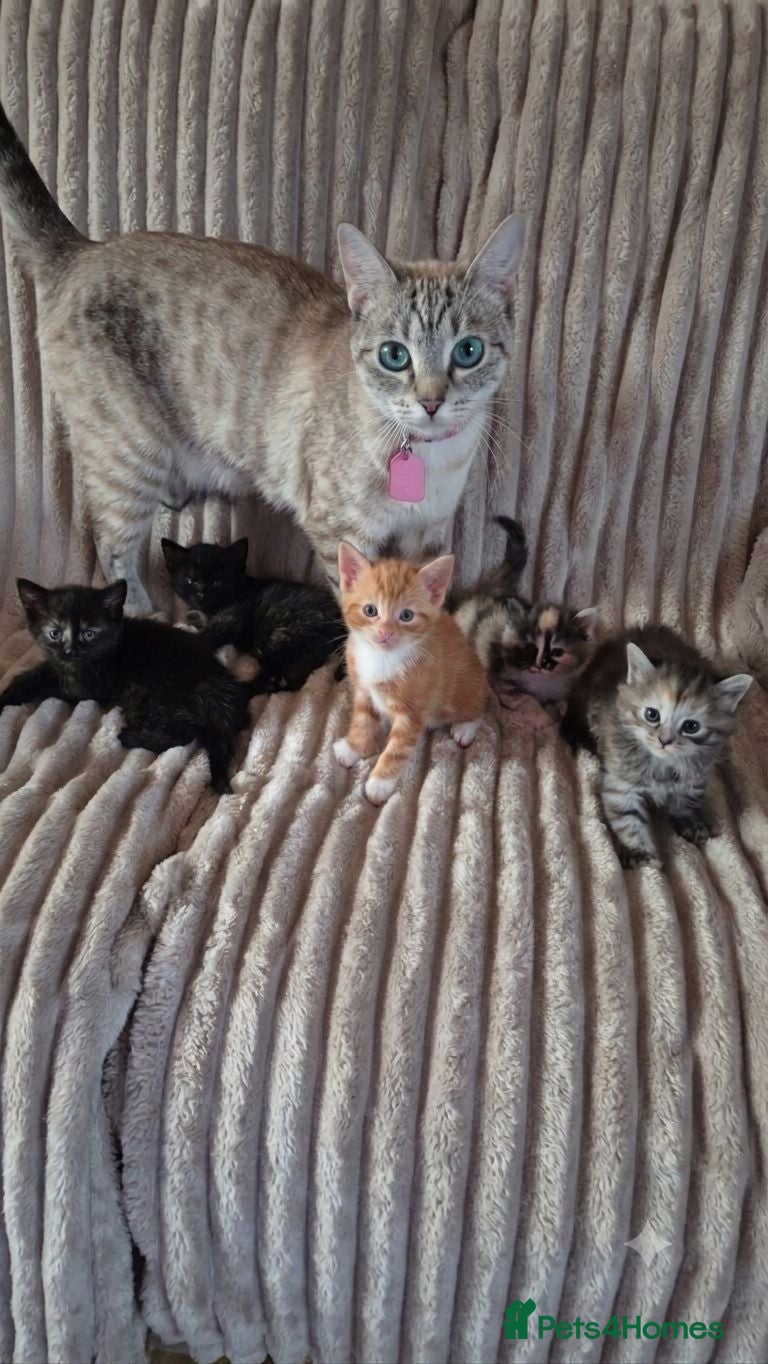 Mixed Breed cats Kittens  - Advert 1