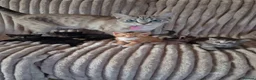 Mixed Breed cats for sale: Kittens  - Advert 1