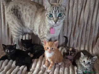 Mixed Breed cats Kittens - Advert 1