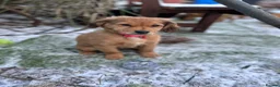 Mixed Breed dogs for sale: Cocker-Pomeranian  - Advert 6