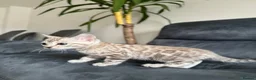 Bengal cats for sale: Bengal Kitten For Sale (Ready to go - Last One) - Advert 26