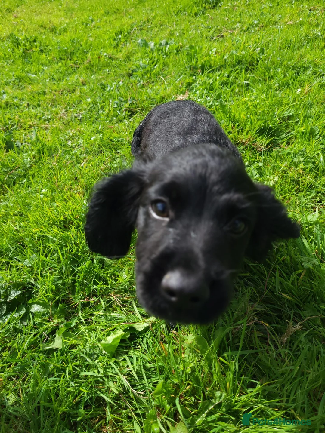 Cocker Spaniel dogs for sale: Beautiful Cocker Spaniel puppies in Llanelli - Advert 7