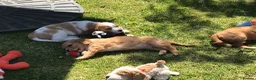 Mixed Breed dogs for sale: Comfort Retriever 5* breeder  in Whitchurch - Advert 12