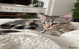Bengal cats for sale: Half breed Bengal kittens for sale - Image 3