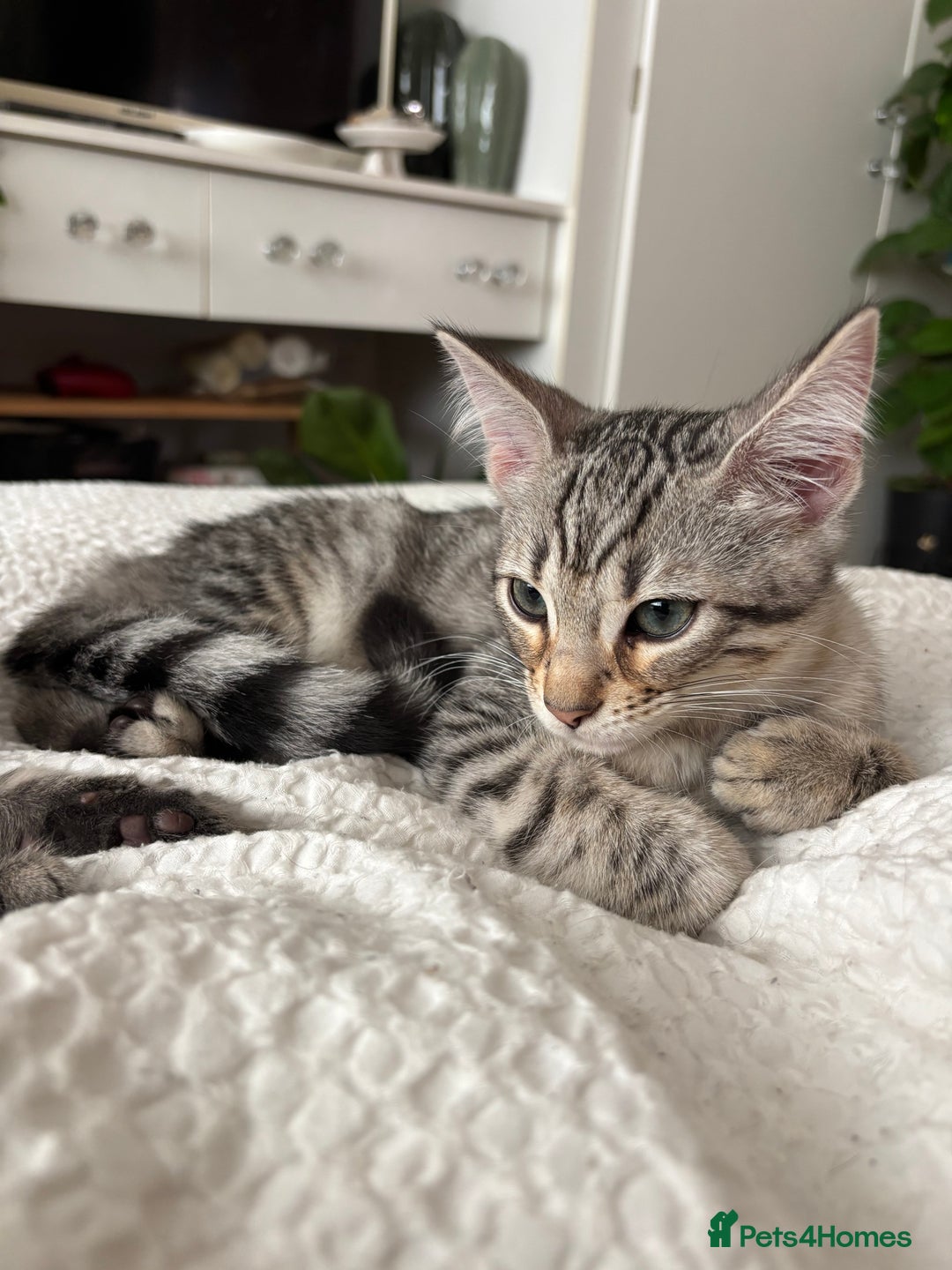 Bengal cats for sale: Half breed Bengal kittens for sale - Image 3