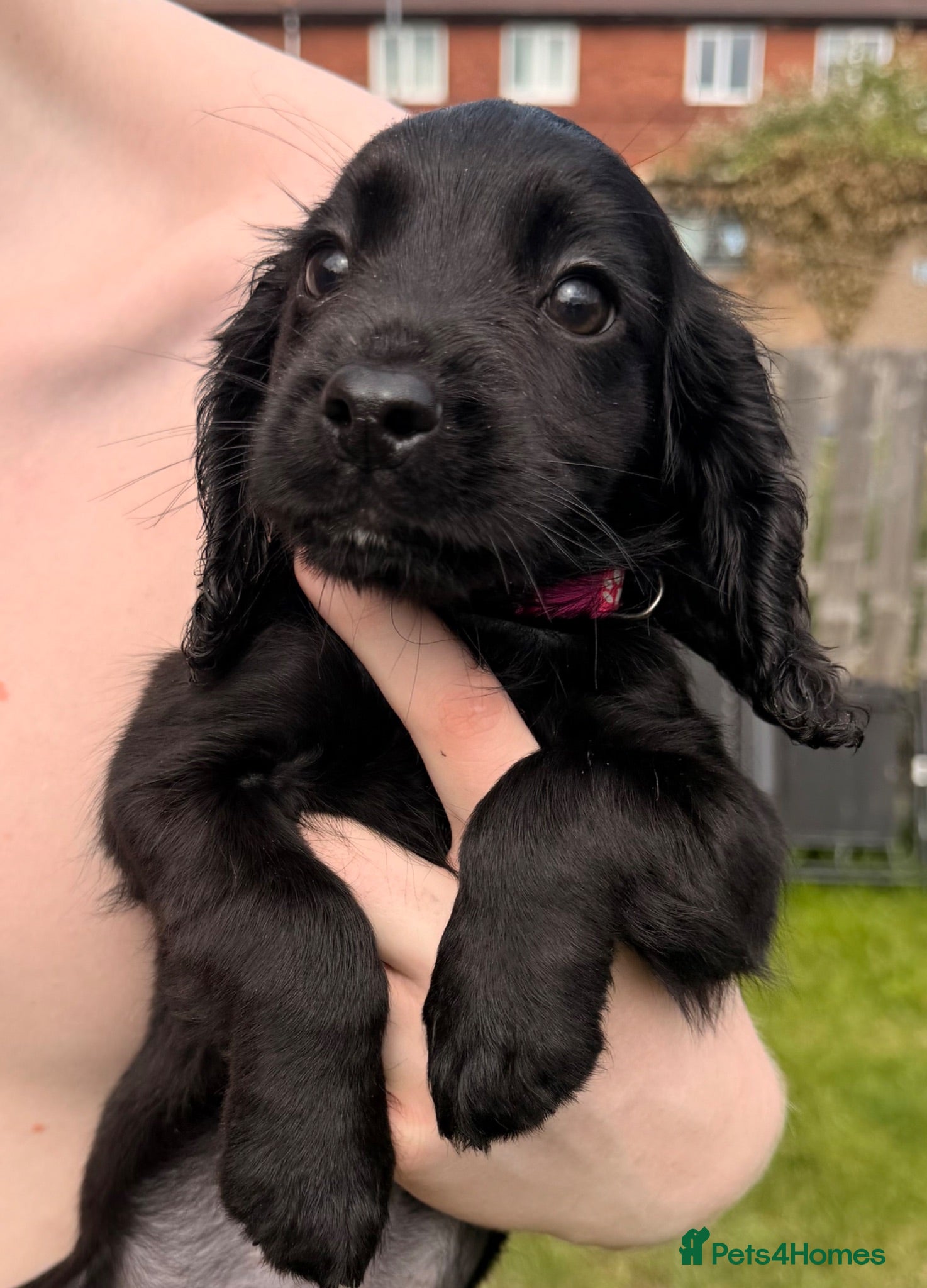 Cocker Spaniel dogs Working cocker spaniels  - Advert 1