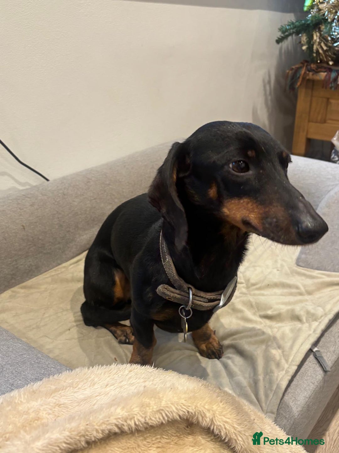 Dachshund dogs for sale: Luna the Dachshund for rehoming - Advert 14