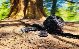 Cockapoo dogs for sale: Meet Milo – Your New Best Friend! - Image 2