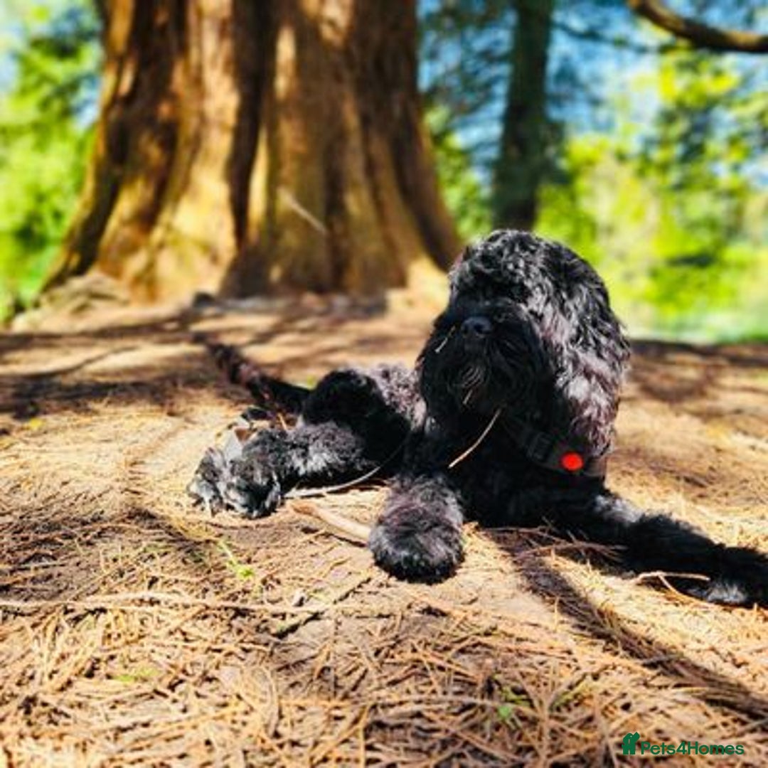 Cockapoo dogs for sale: Meet Milo – Your New Best Friend! - Image 2