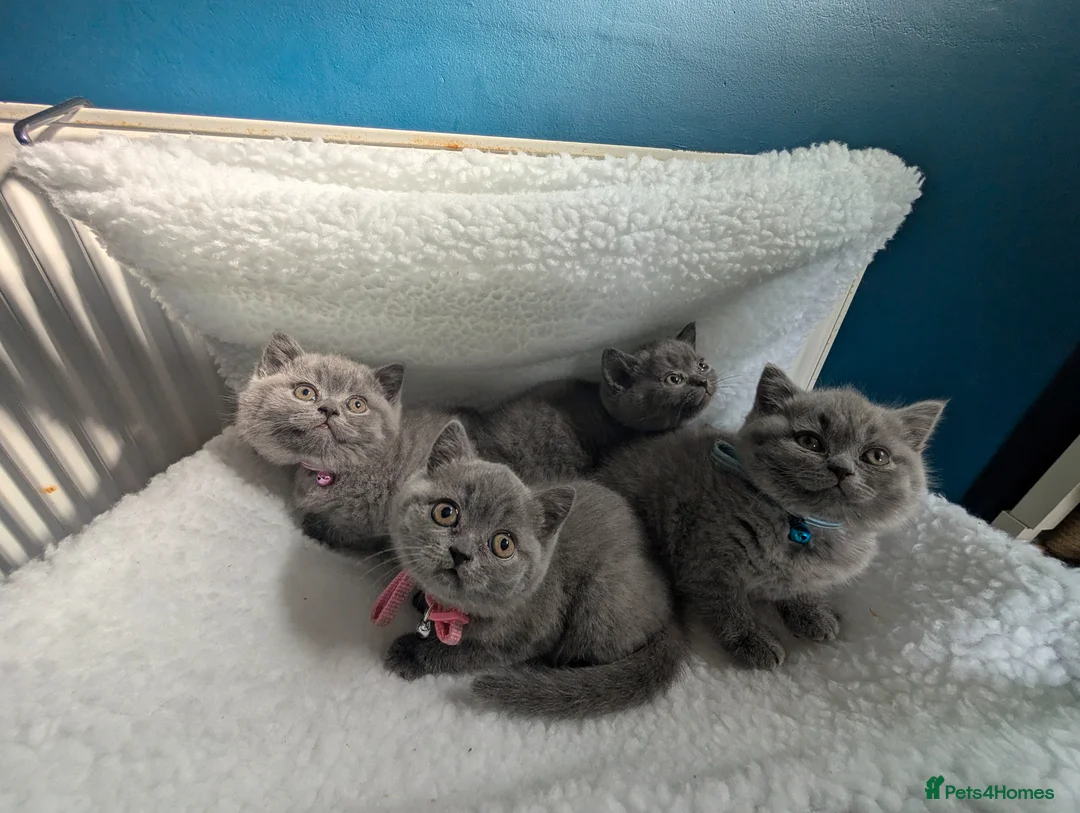 British Shorthair cats for sale: Full Pedigree British ShortHair  in York - Advert 2