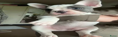 French Bulldog Puppy 2