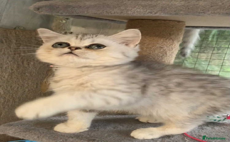 British Shorthair cats - Advert 7