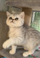 British Shorthair cats - Advert 2