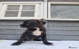 Cane Corso dogs for sale: Italian cane corso puppies  - Image 3