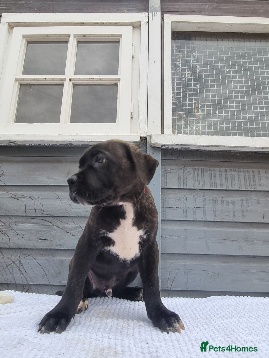 Cane Corso dogs for sale: Italian cane corso puppies  - Image 3