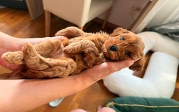 Cavapoo dogs for sale: Premium F1B Toy Red Cavapoo - 2 LEFT - Image 19