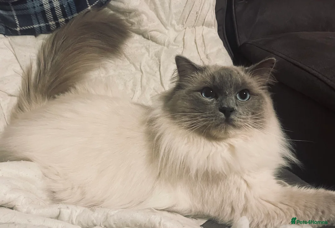 Ragdoll cats for stud: GCCF Proven Stud carrying chocolate in Glasgow - Advert 18