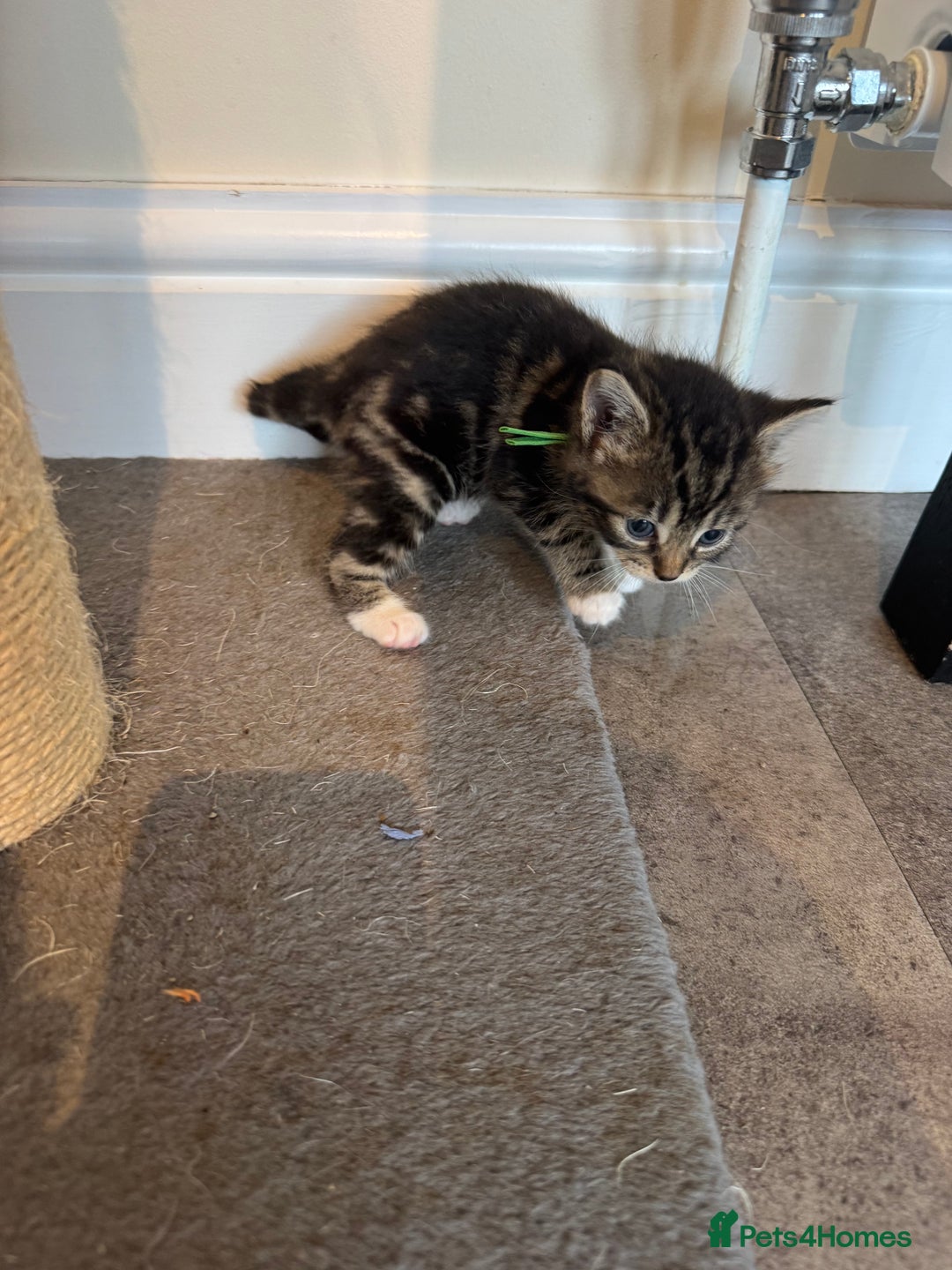 Mixed Breed cats for sale: Mixed breed kittens  - Image 6