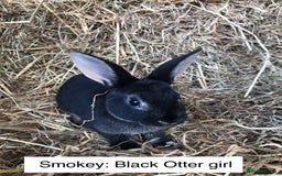 Rex rabbits for sale: Beautiful Purebred Velvet Mini Rex babies  - Image 9