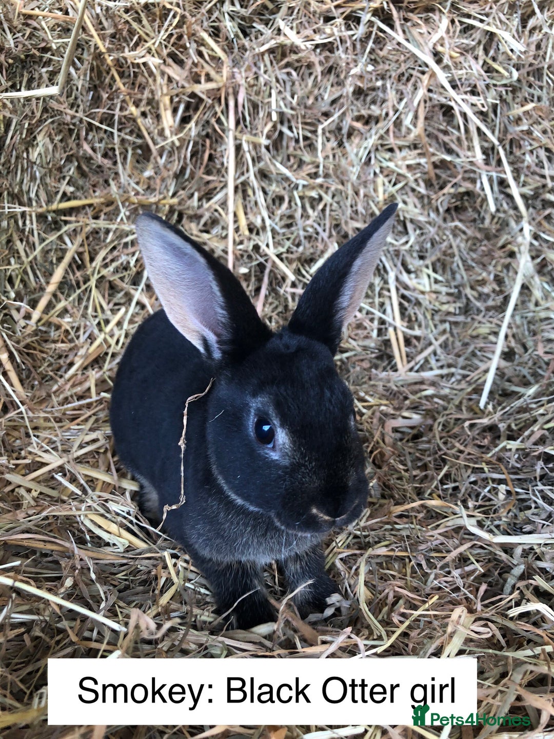 Rex rabbits for sale: Beautiful Purebred Velvet Mini Rex babies  - Image 9