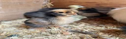 Chickens poultry for sale: Unsexed 10 day old pilkie chicks for sale  - Advert 6