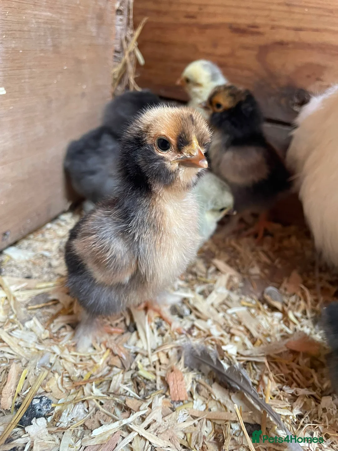 Chickens poultry for sale: Unsexed 10 day old pilkie chicks for sale  - Advert 6