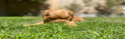 Cocker Spaniel dogs for sale: KC Reg Show Type Cocker Spaniel puppies - Advert 3