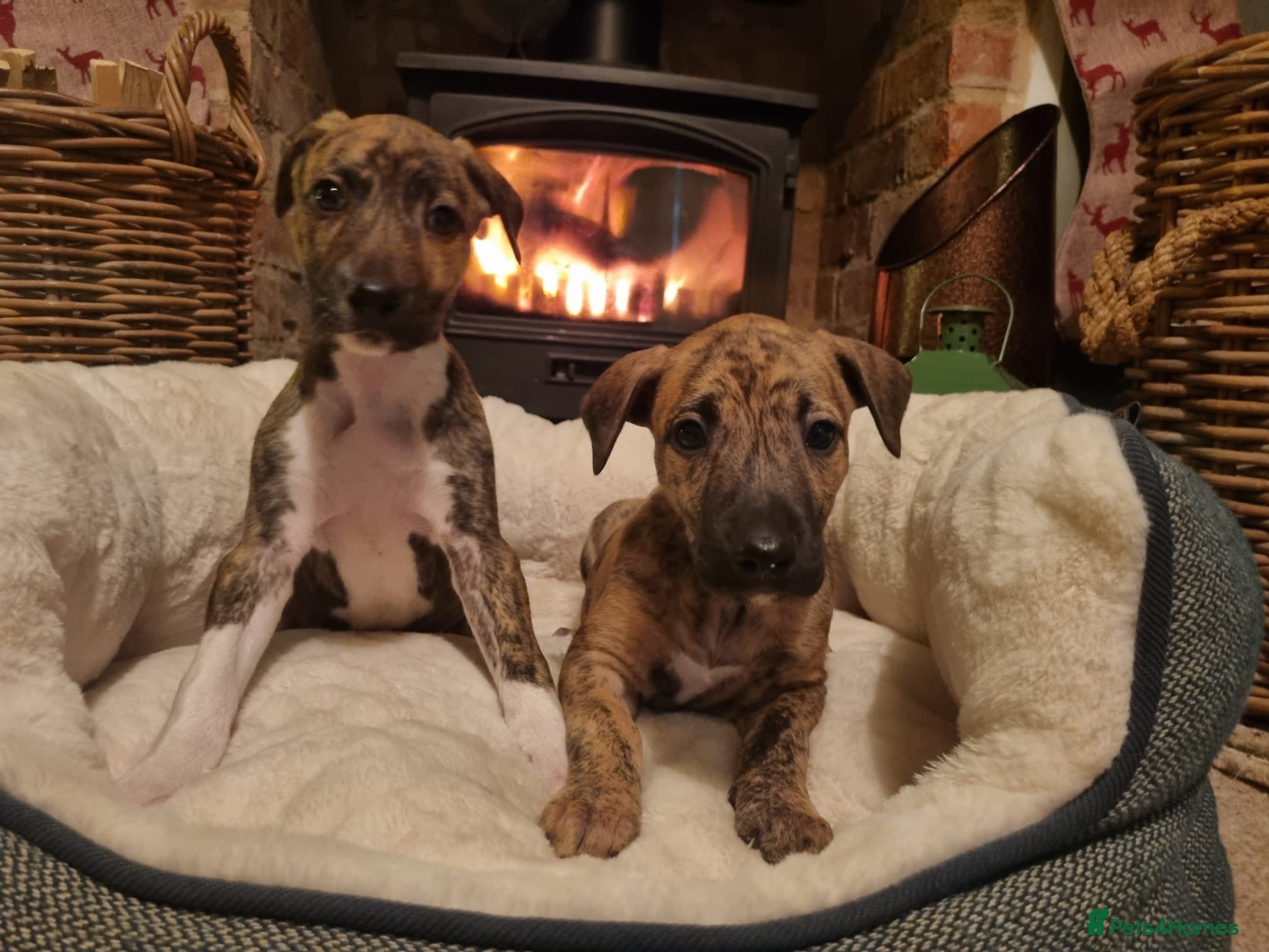 Lurcher dogs Stunning lurcher puppy’s  - Advert 2