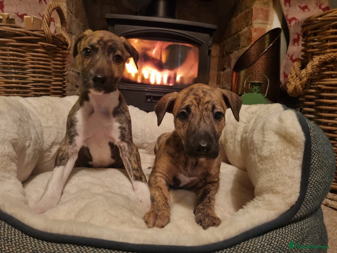 Lurcher dogs for sale: Stunning lurcher puppy’s  - Advert 1