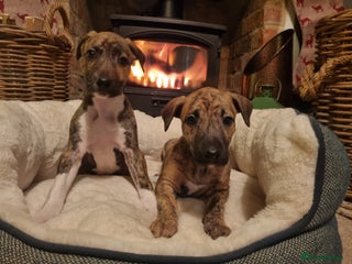 Lurcher dogs Stunning lurcher puppy’s - Advert 16