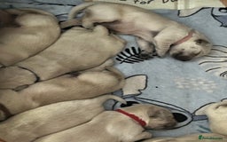Golden Retriever dogs for sale: Beautiful KC Golden Retriever Babies  - Image 2