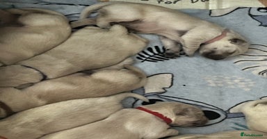 Golden Retriever dogs - Advert 4